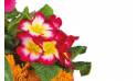 Fleurs en Deuil | vue sur des primevères de la Composition de plantes deuil "Voyage Eternel"