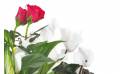 Fleurs en Deuil | vue sur un rosier rouge et un cyclamen blanc de la Composition de plantes vertes & Fleuries "Souvenir"