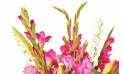 Fleurs en Deuil | zoom sur les glaieul rose du Bouquet deuil tons roses "Emotion"