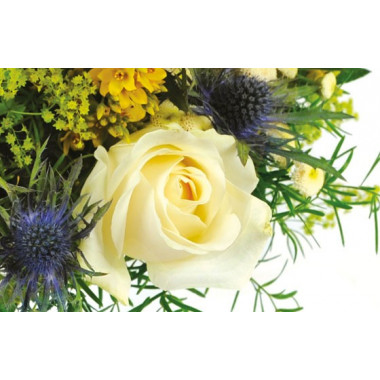 Fleurs en Deuil| Zoom sur une rose blanche